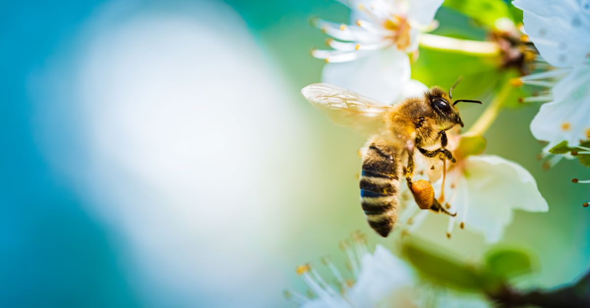 Bienen schützen in Olpe | Bienenfreundlicher Garten