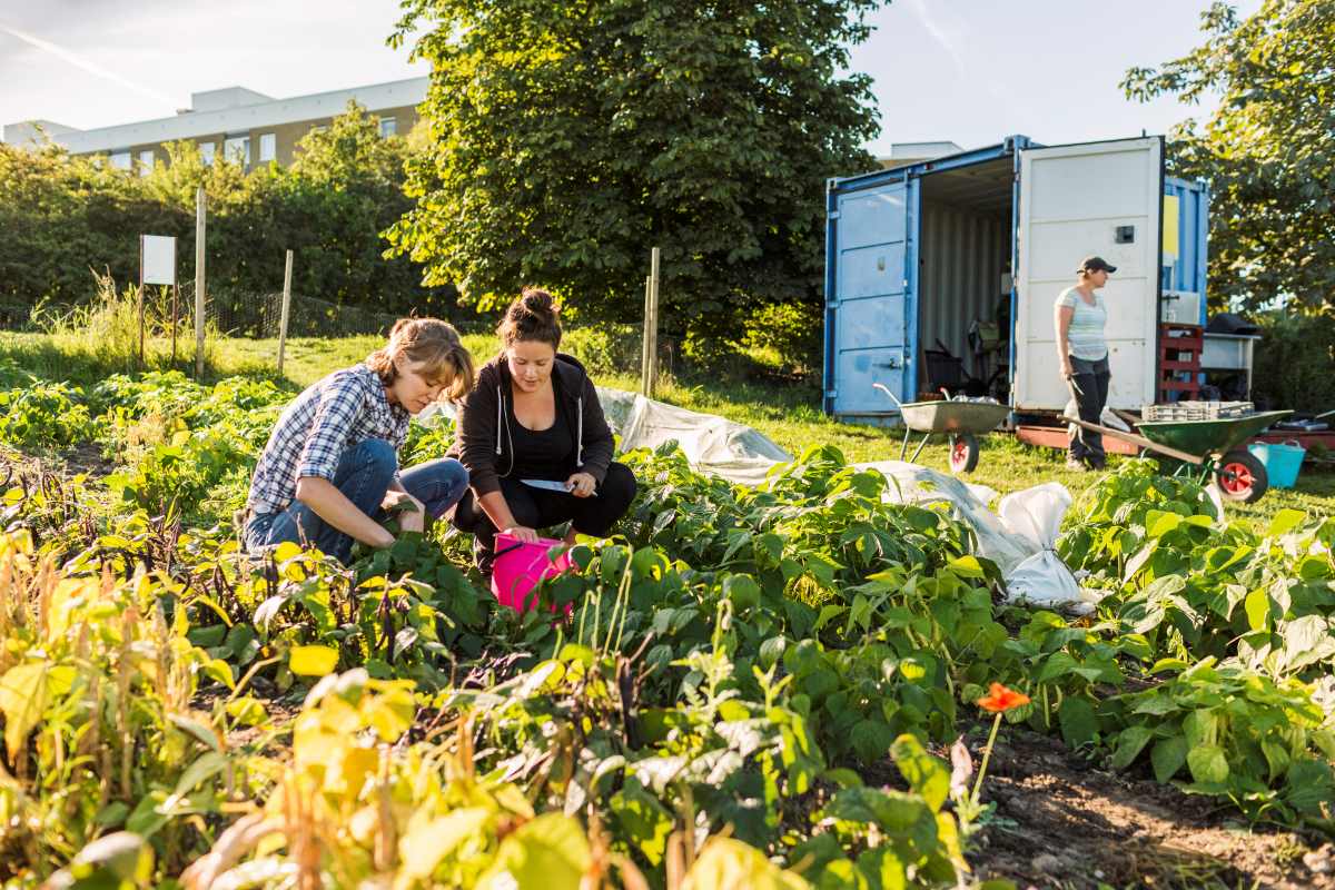 Gemeinschaftsgarten in Olpe anlegen – Gemeinsam gärtnern und
