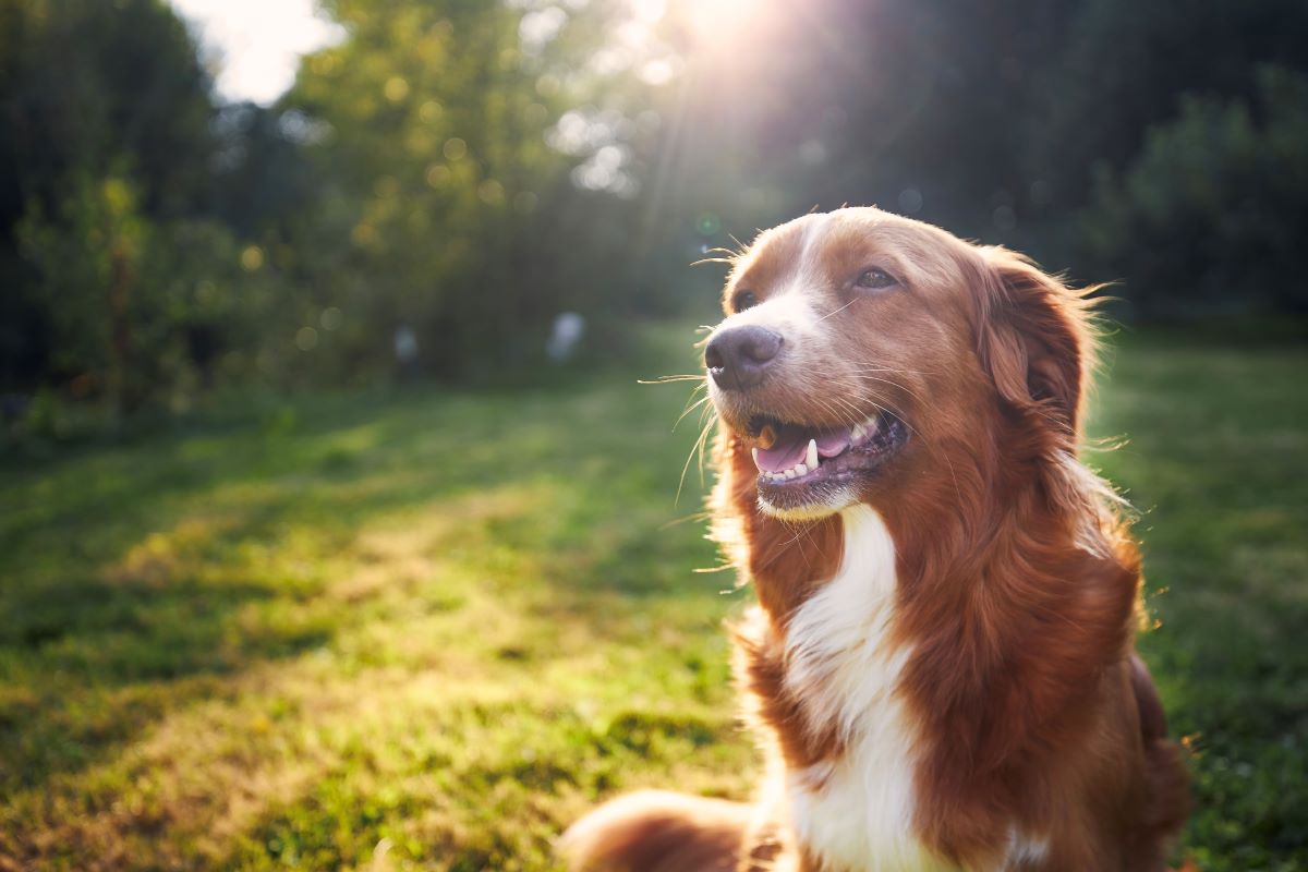Hund vermisst in Olpe – Die ersten Schritte zur Suche