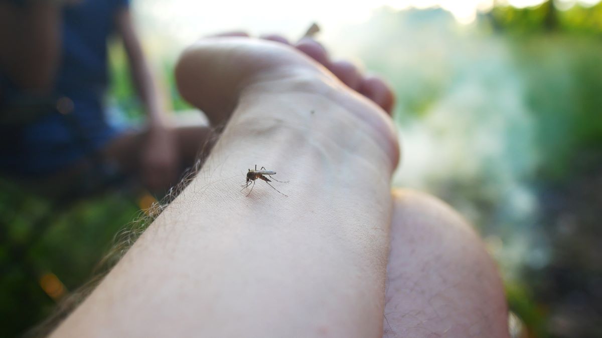 Insektenstiche in Olpe: Erste Hilfe und richtige Vorbeugung
