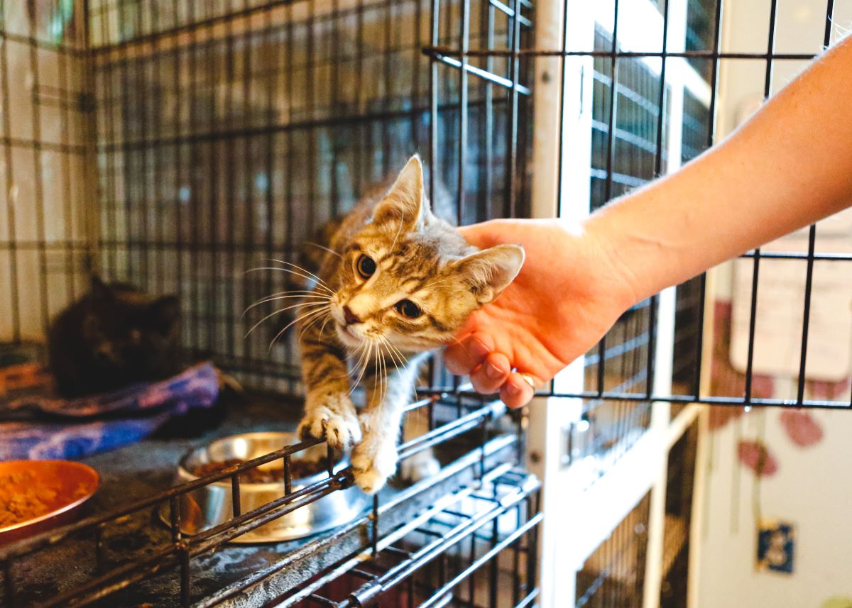 Katze mikrochippen in Olpe – Sicherheit fürs Leben