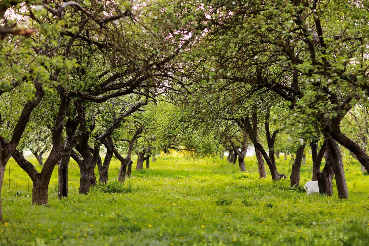 Streuobstwiese kaufen in Olpe — lohnt sich die Investition?