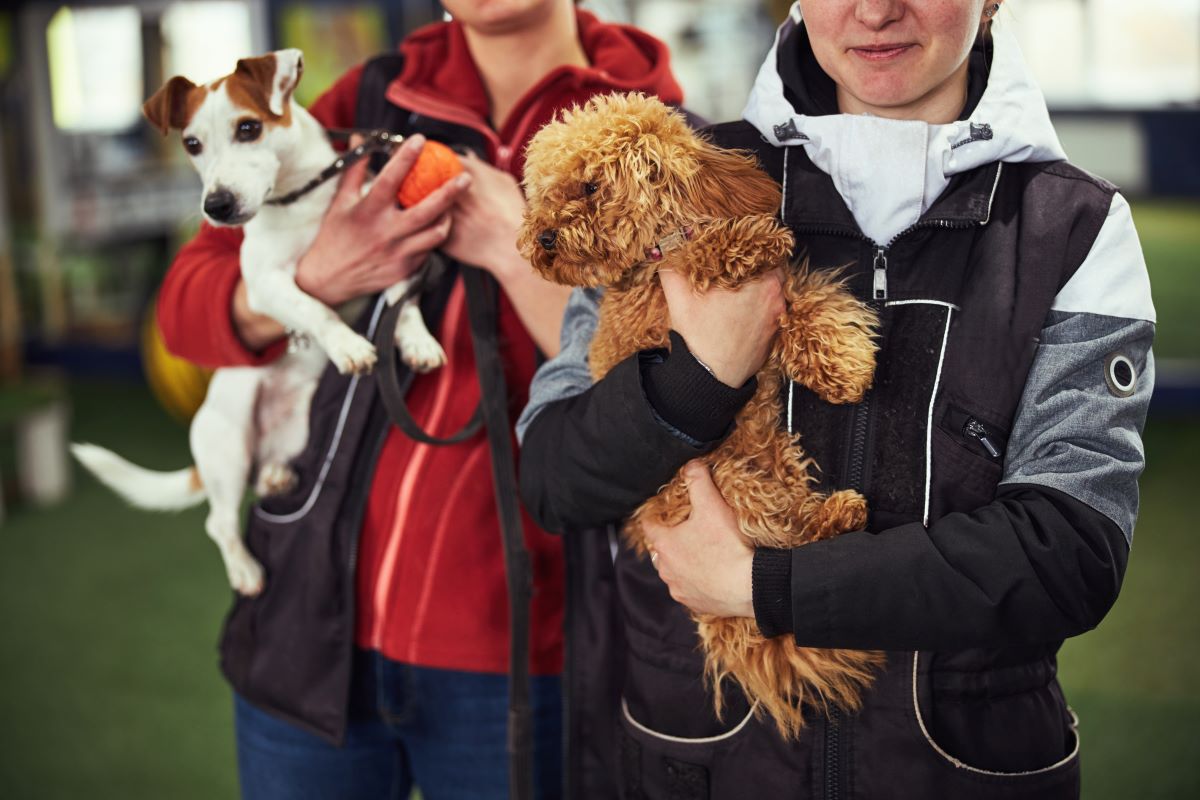 Tier aus dem Tierheim Olpe adoptieren – Tipps und Infos